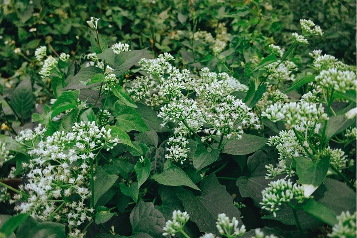 基于高光譜成像的不同花期薇甘菊特征分析及監(jiān)測(cè)模型研究